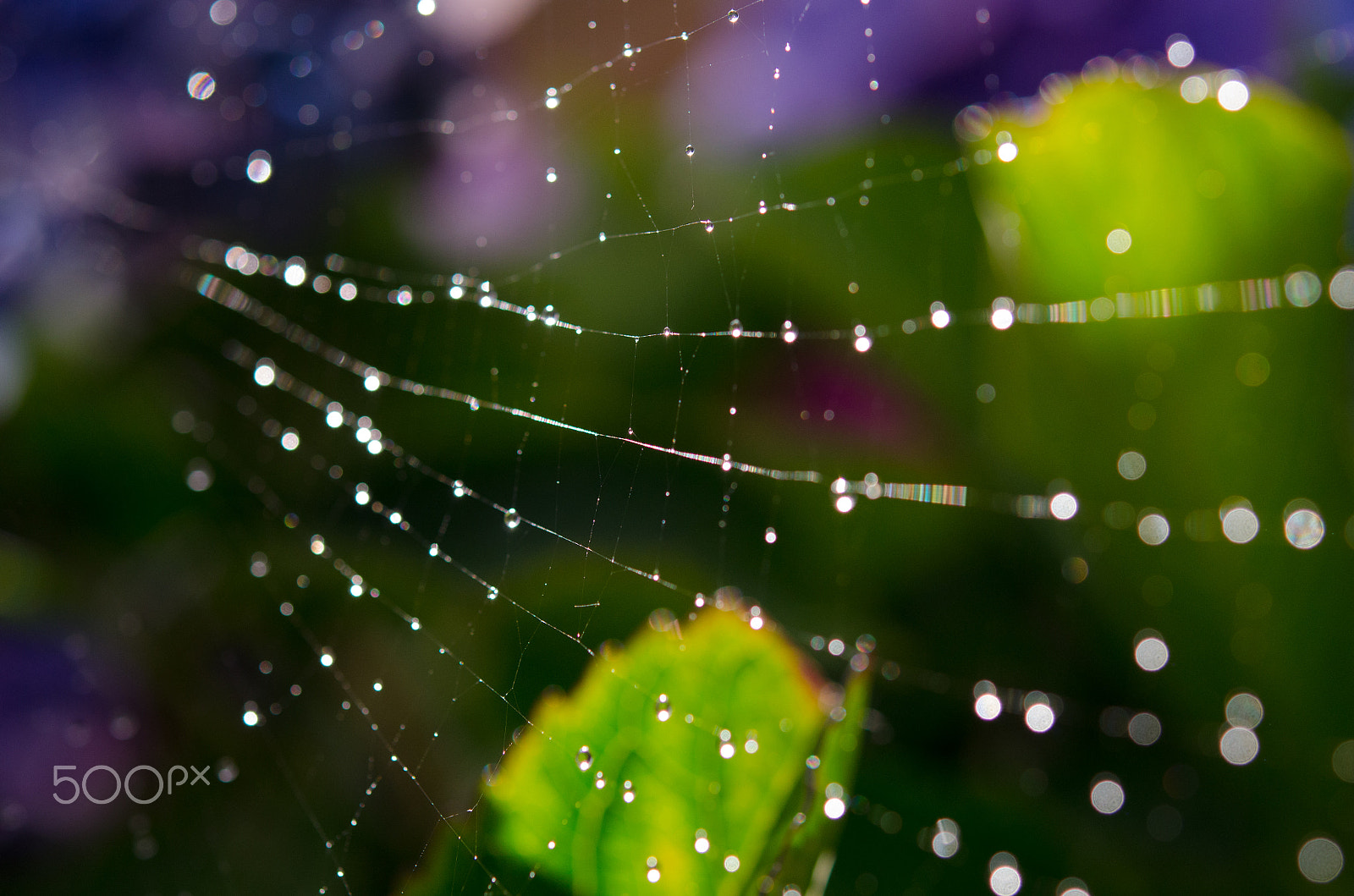 Nikon AF-S Micro-Nikkor 60mm F2.8G ED sample photo. Spider net photography
