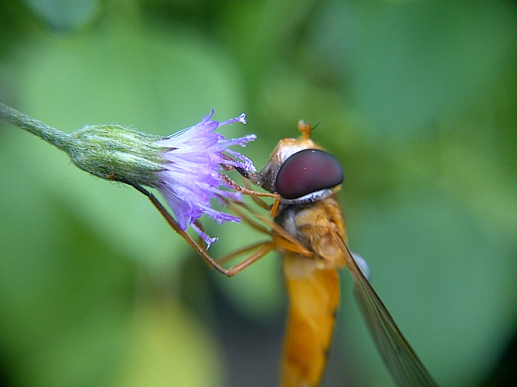 Nikon AF-S Micro-Nikkor 60mm F2.8G ED sample photo