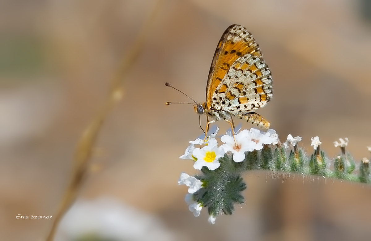 Canon EF 300mm F2.8L IS USM sample photo. Mk photography