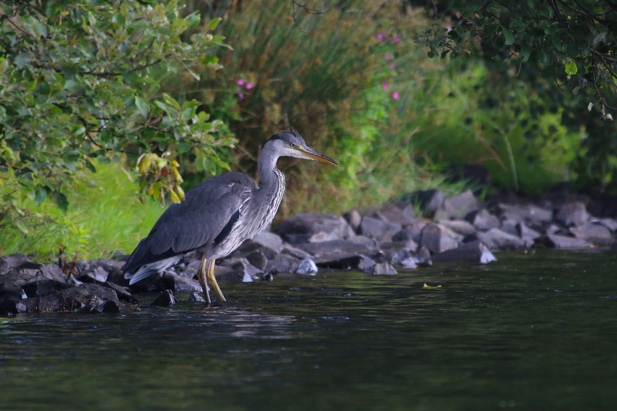 Canon EF 100-400mm F4.5-5.6L IS USM sample photo. Grey heron photography