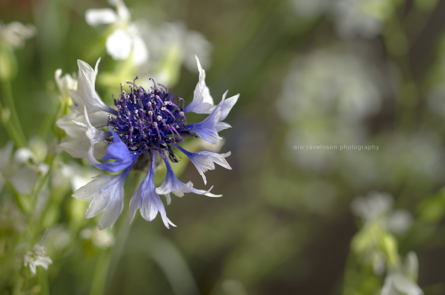 Nikon D7000 + Sigma 35mm F1.4 DG HSM Art sample photo. Beautiful nature photography