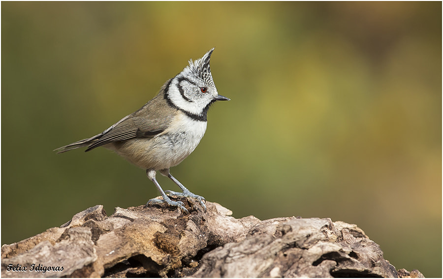 Canon EOS-1D X + Canon EF 300mm F2.8L IS II USM sample photo. Herrerillo capuchino photography