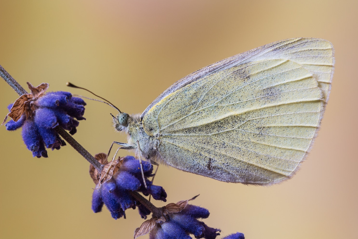 Tamron SP AF 180mm F3.5 Di LD (IF) Macro sample photo. Pennichella photography