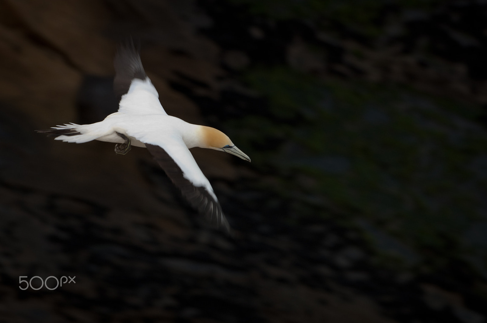 Nikon AF-S Nikkor 300mm F2.8G ED-IF VR sample photo. Gannet dive in the sky photography