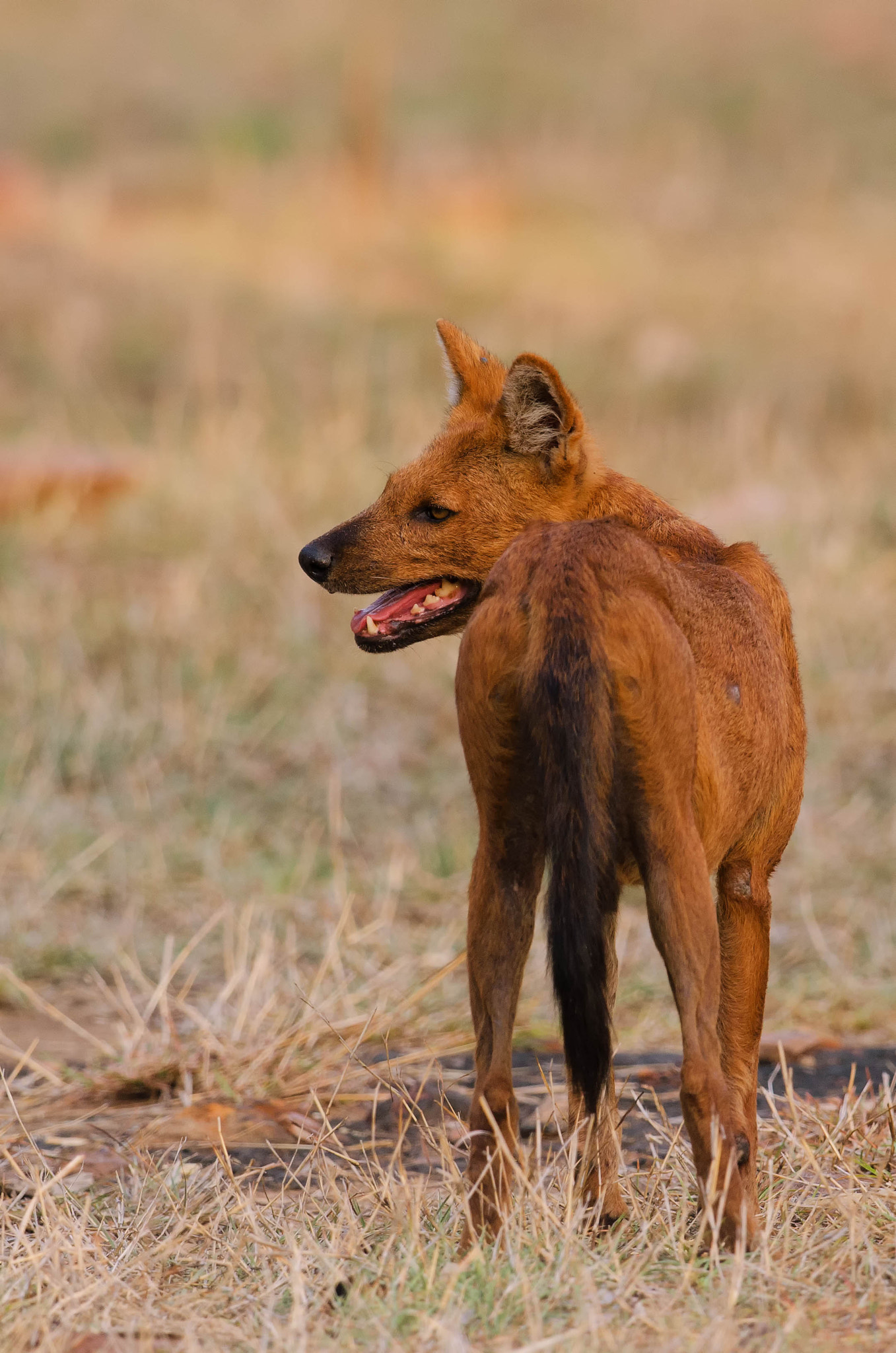 Nikon D7000 + Nikon AF-S Nikkor 500mm F4G ED VR sample photo. Dhole( wilddog ) photography