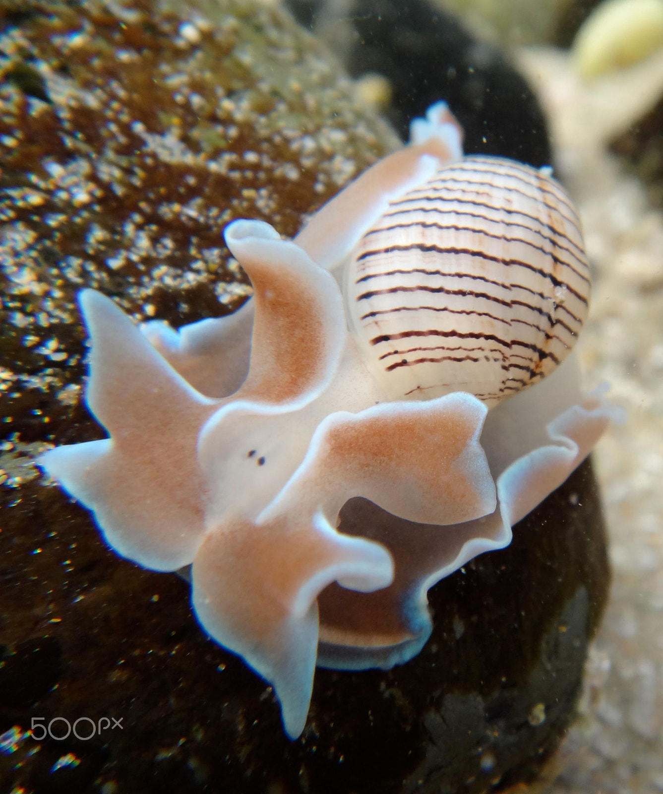 Sony Cyber-shot DSC-TX10 sample photo. Mollusc in the coast of australia photography