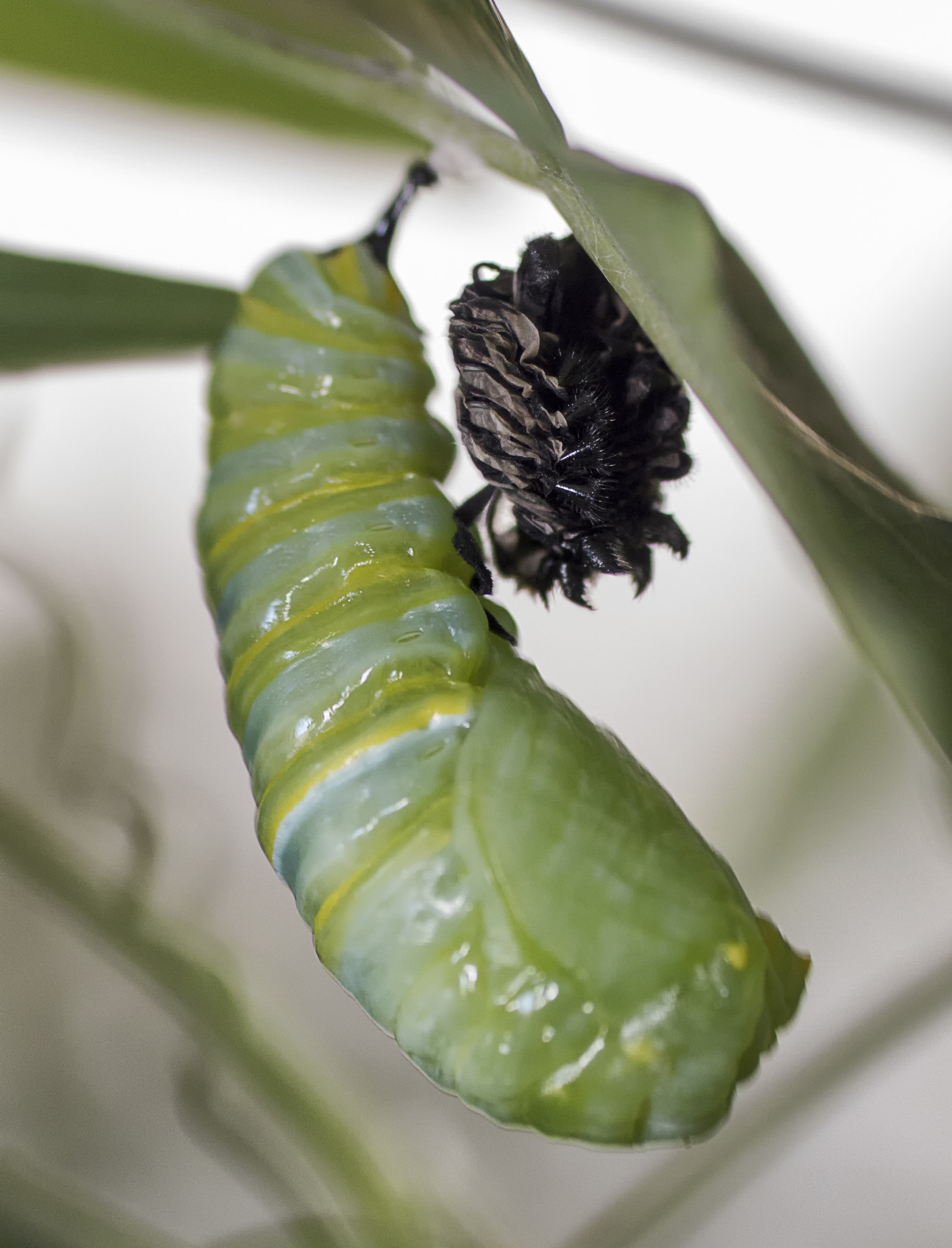 Sony ILCA-77M2 + Tamron SP AF 90mm F2.8 Di Macro sample photo. Losing the exoskeleton photography