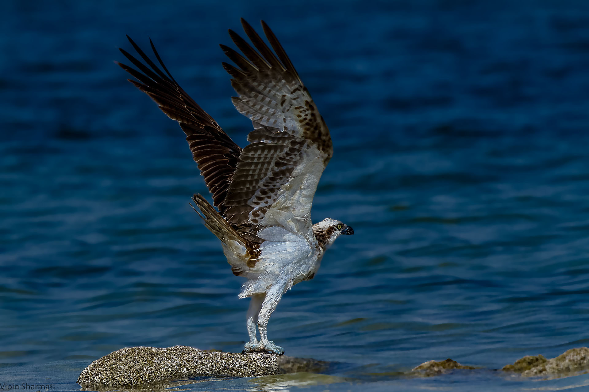 Canon EF 500mm F4L IS II USM sample photo. Osprey photography