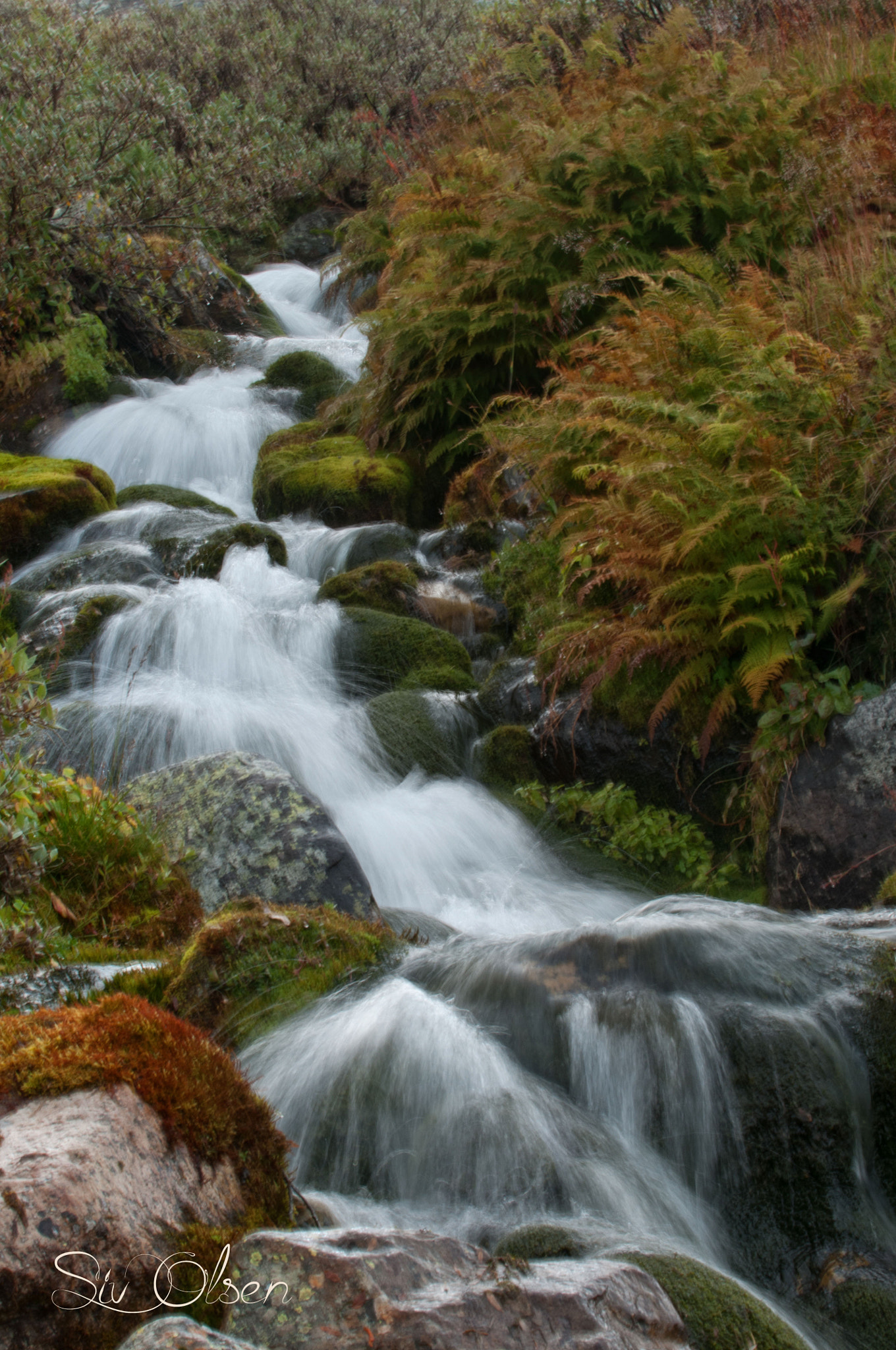 Nikon D300S sample photo. ~ a stream ~ photography