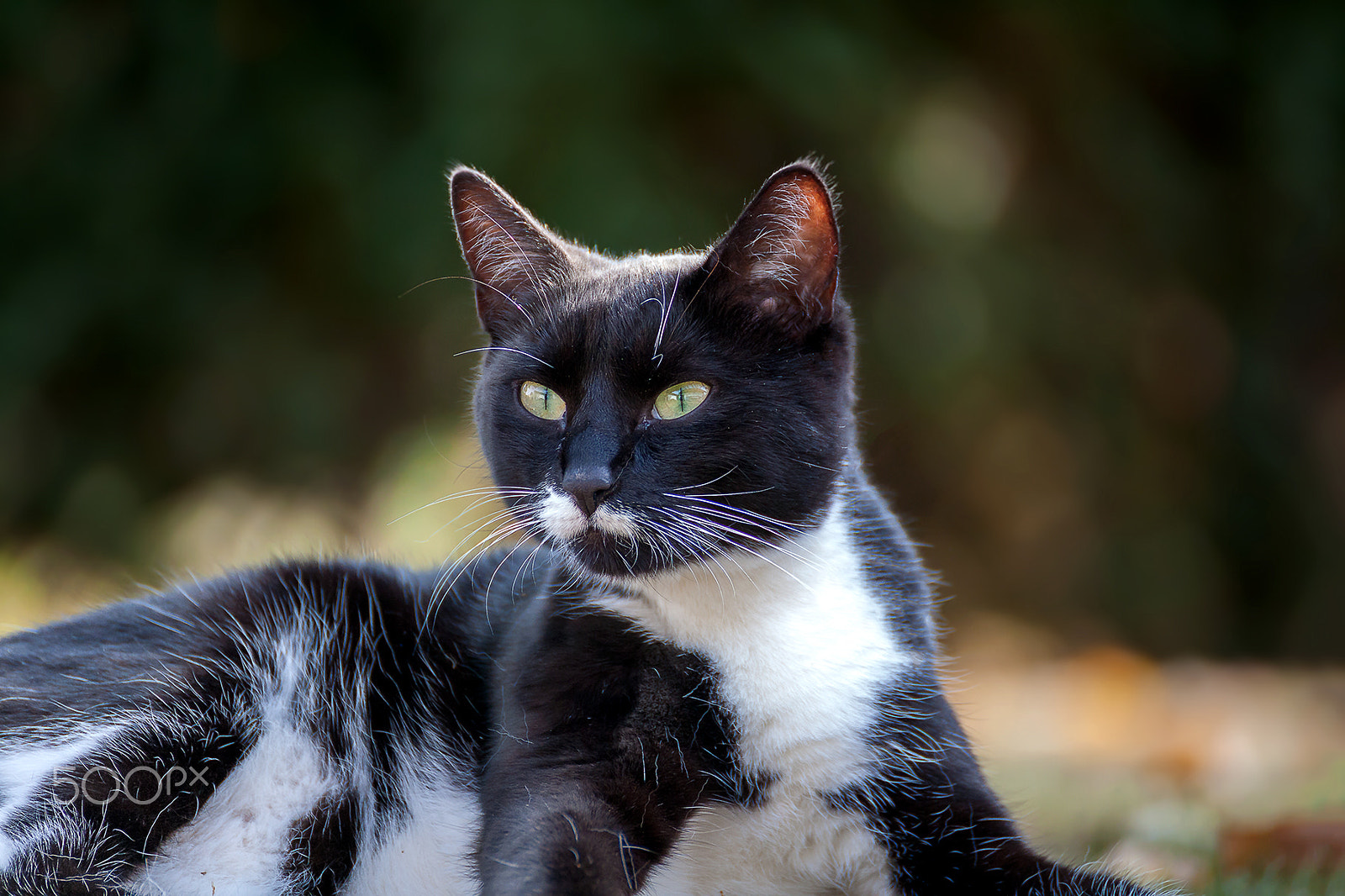Tamron SP 35mm F1.8 Di VC USD sample photo. Cat portrait photography