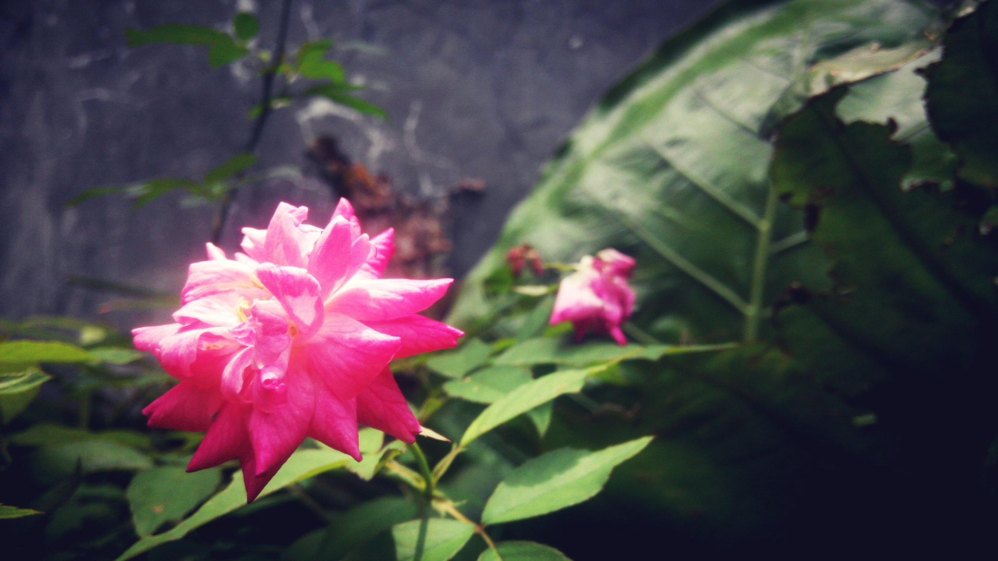 Xiaomi HM NOTE sample photo