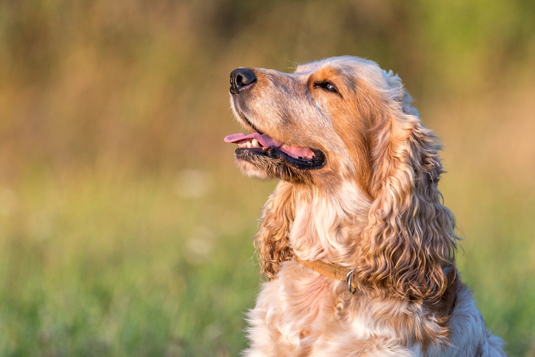 Pentax K-1 sample photo. Dog portrait in the setting sun. photography