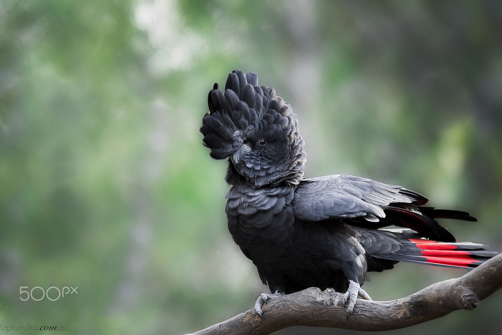 Nikon AF-S Nikkor 400mm F2.8E FL ED VR sample photo. Time to impress a lady photography