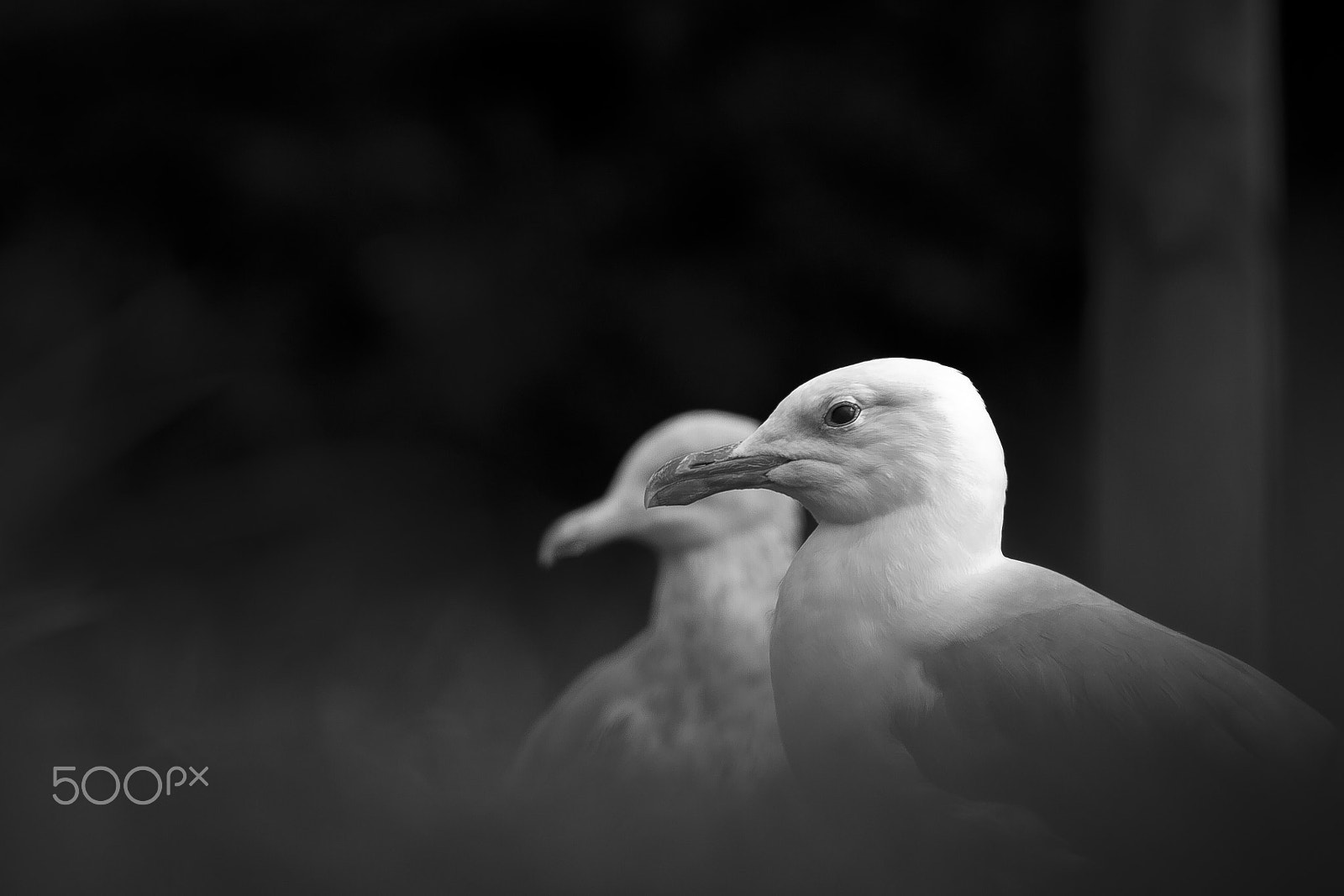 Canon EOS 7D + Canon EF 135mm F2L USM sample photo. Gulls in monochrome. photography