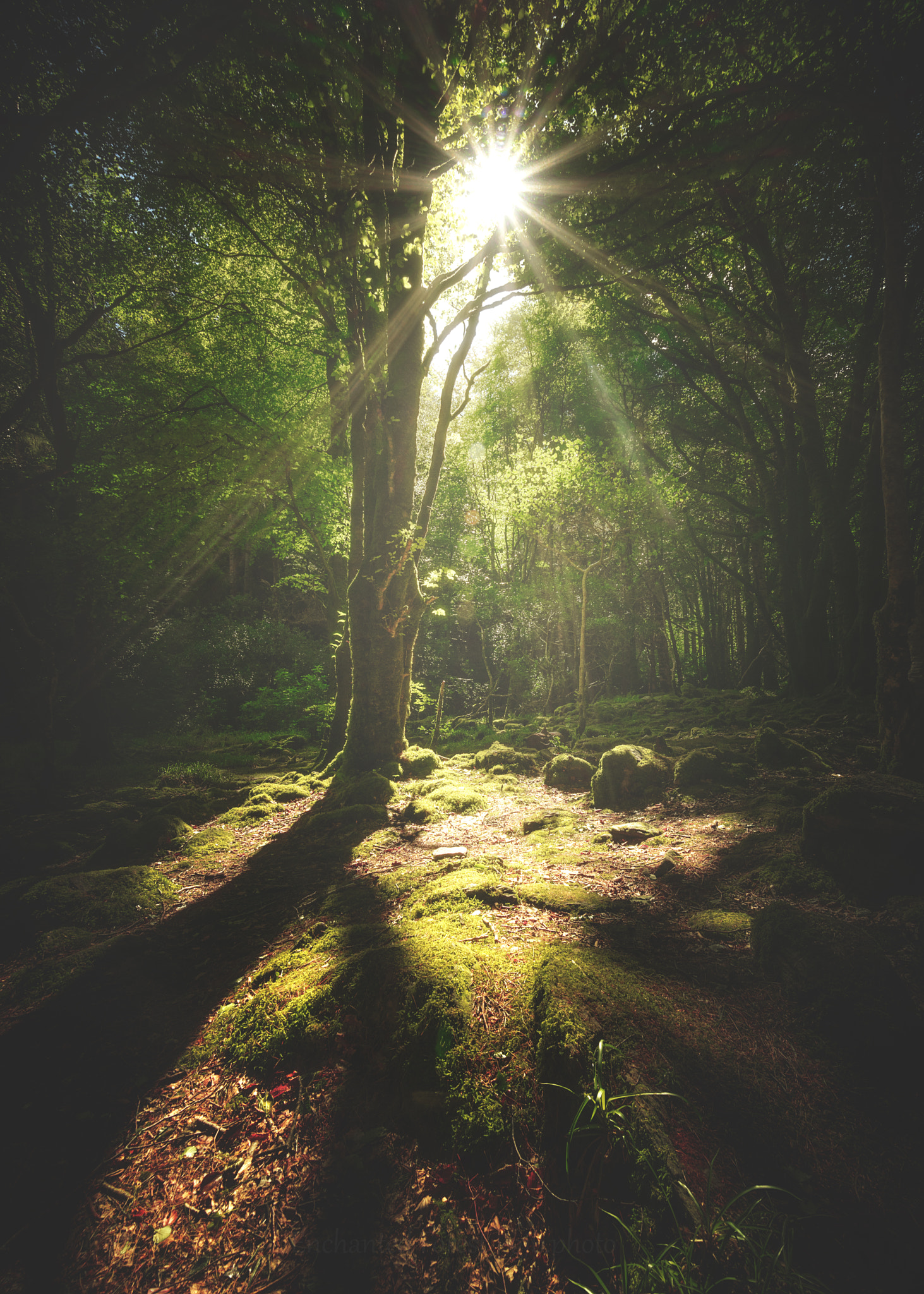 Sony a7 II + Sony E 10-18mm F4 OSS sample photo. Enchanted forest photography