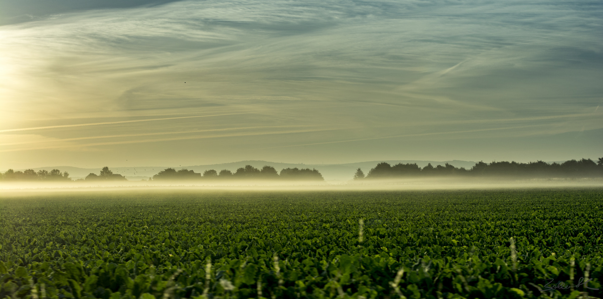 Nikon D5200 + Nikon AF-S Nikkor 58mm F1.4G sample photo. Rübenacker im morgennebel photography