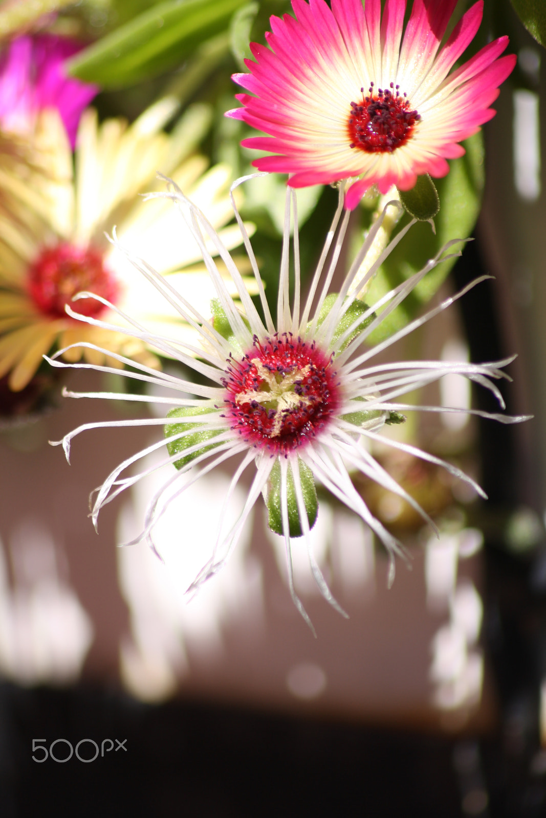 Canon EOS 1000D (EOS Digital Rebel XS / EOS Kiss F) sample photo. A star within photography