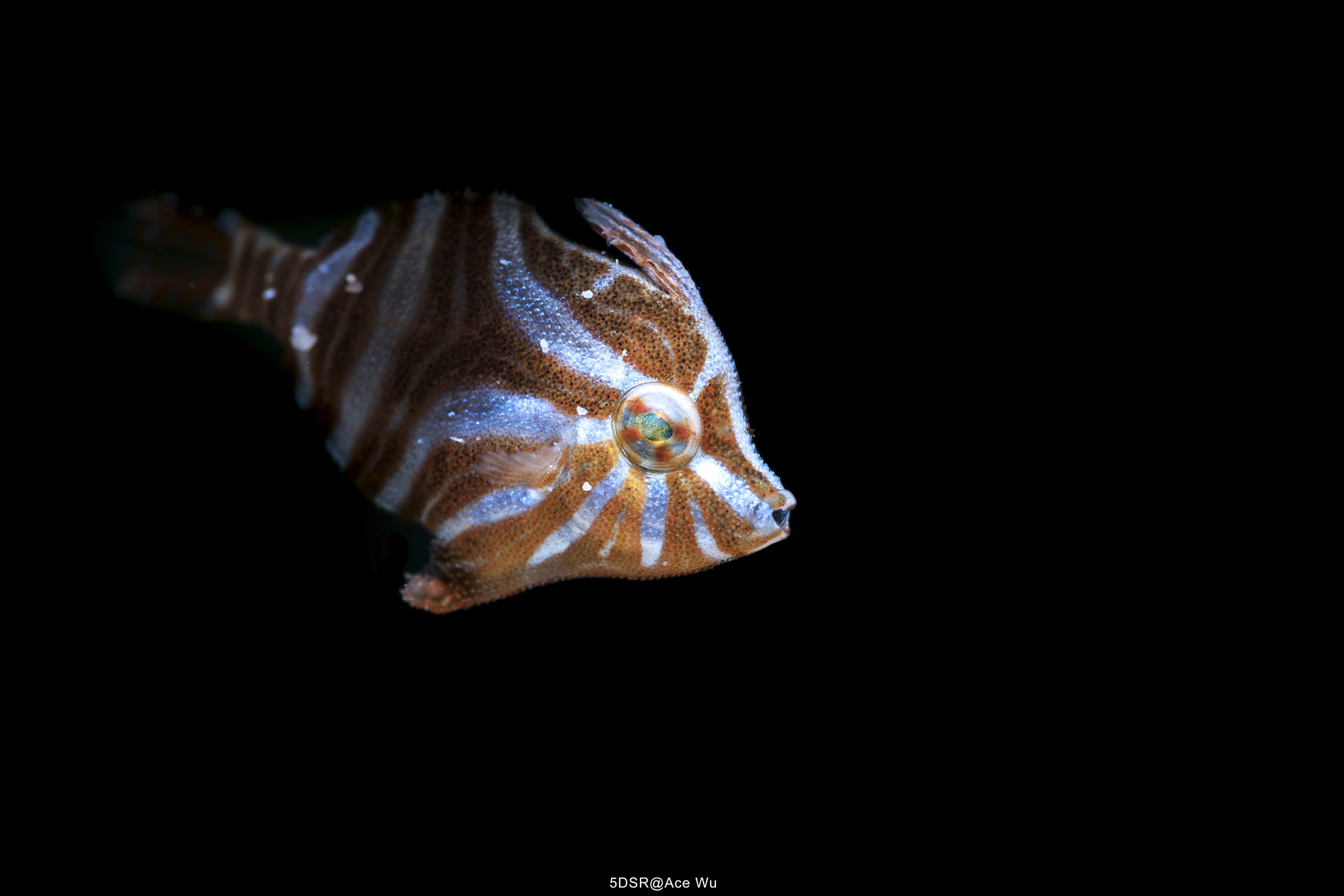 Canon EF 100mm F2.8L Macro IS USM sample photo. Layering photography