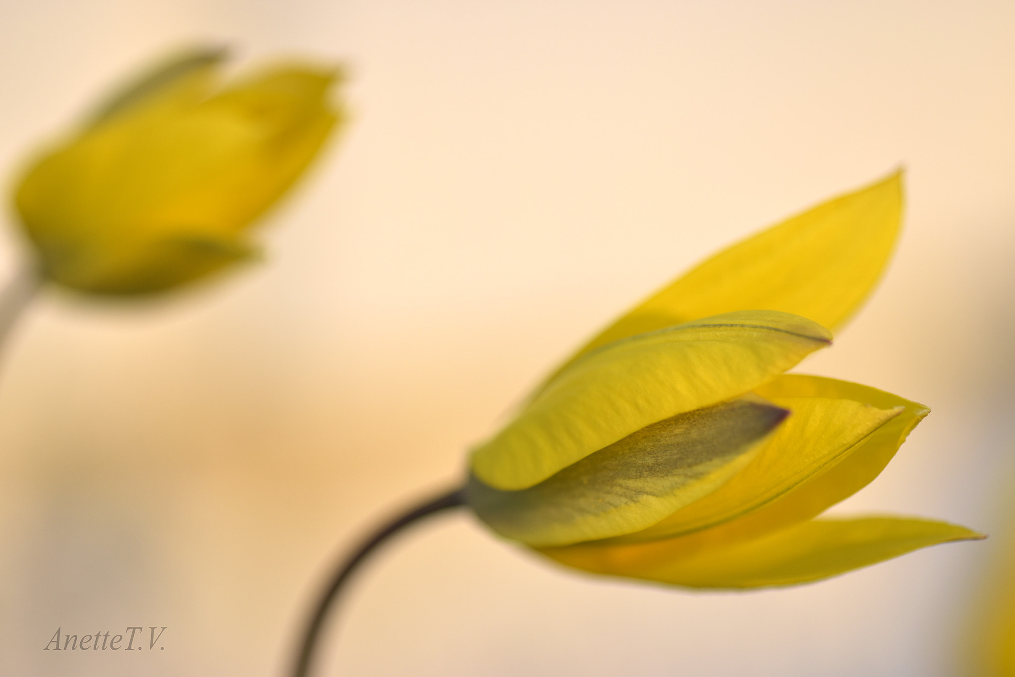 Nikon AF-S Micro-Nikkor 105mm F2.8G IF-ED VR sample photo. My wild tulip photography