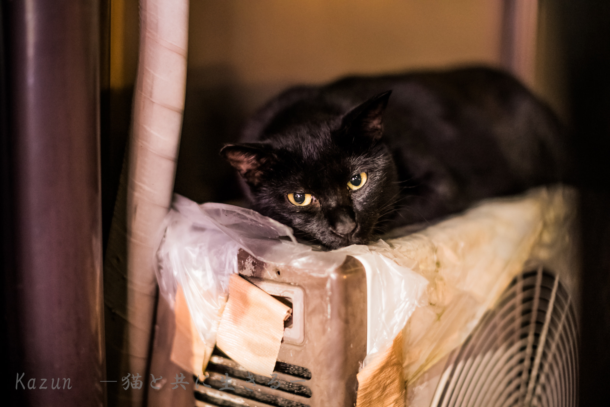 Canon EF 50mm F1.2L USM sample photo. ニャ―― photography