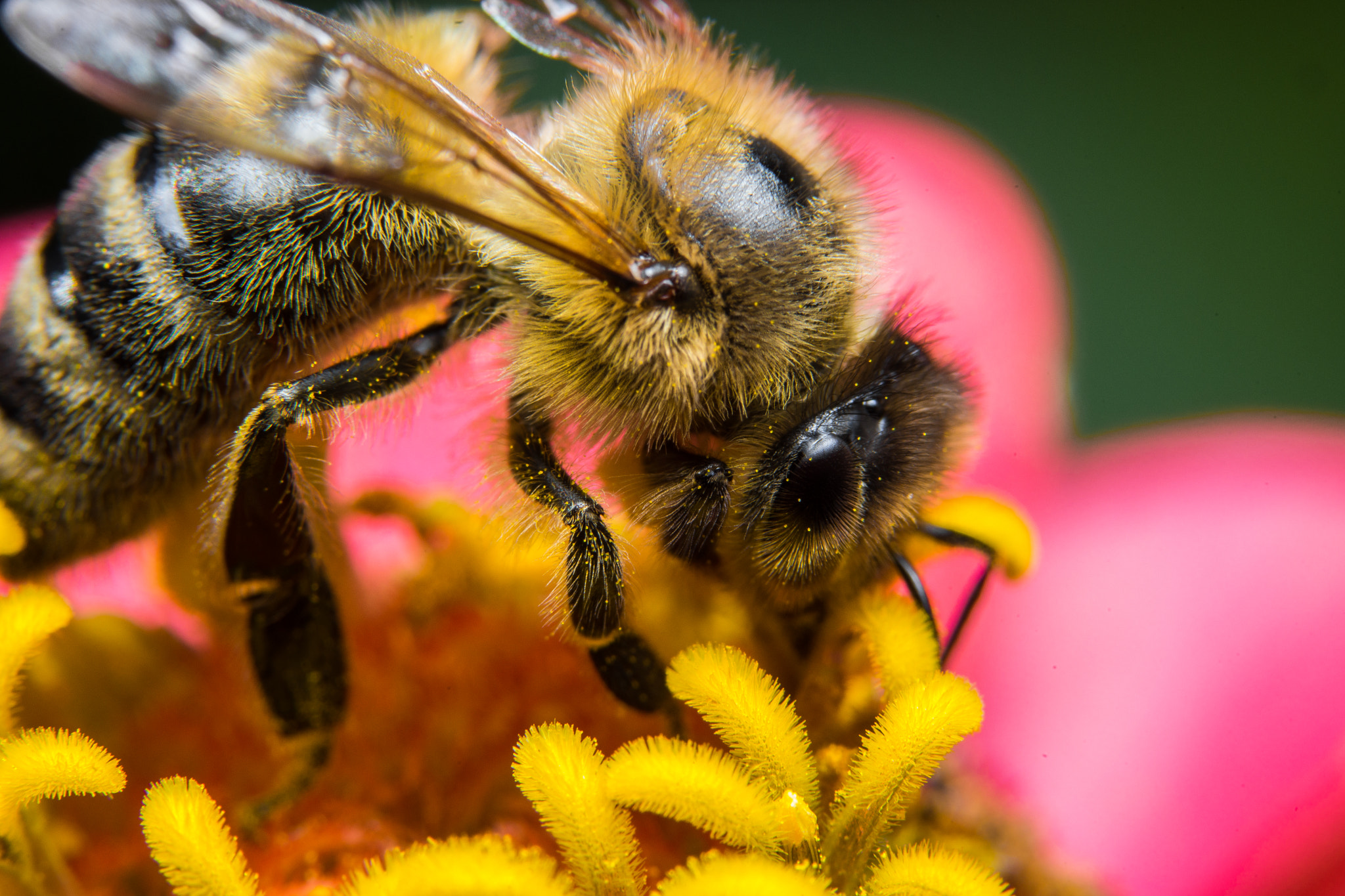 90mm F2.8 Macro SSM sample photo. Bee photography