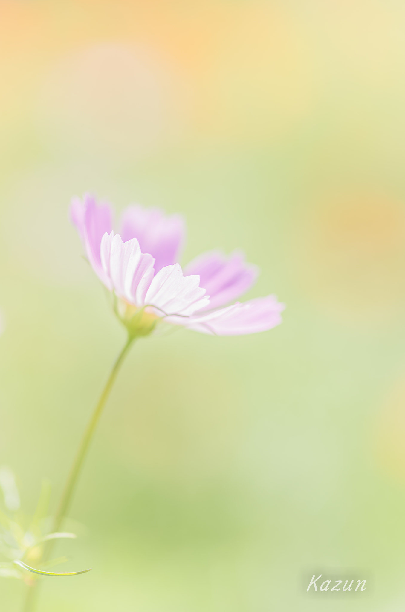 ZEISS Makro-Planar T* 100mm F2 sample photo. Cosmos photography