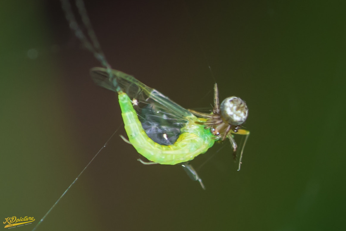 Nikon D750 + AF Nikkor 85mm f/1.8 sample photo. I'm smaller doesn't mean i cant eat you photography