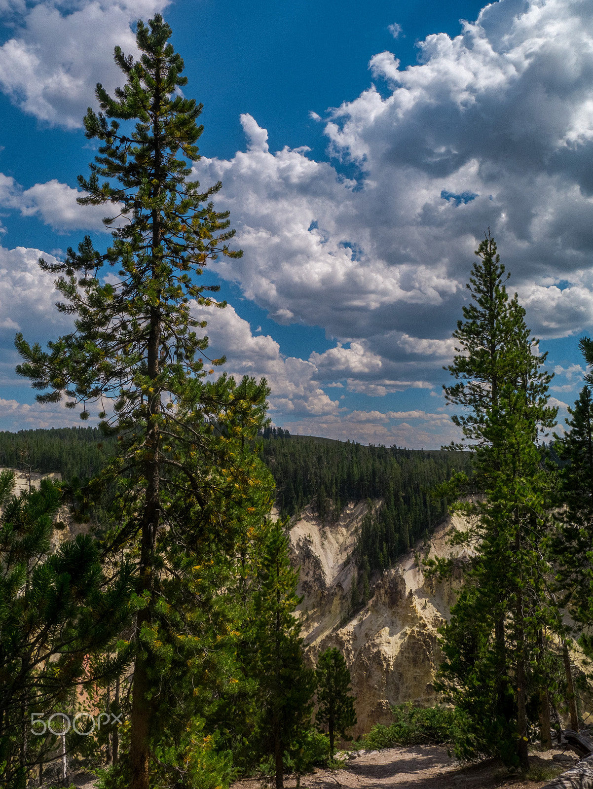 Panasonic Lumix DMC-GX1 sample photo. Trees and sky, yellowstone national park photography