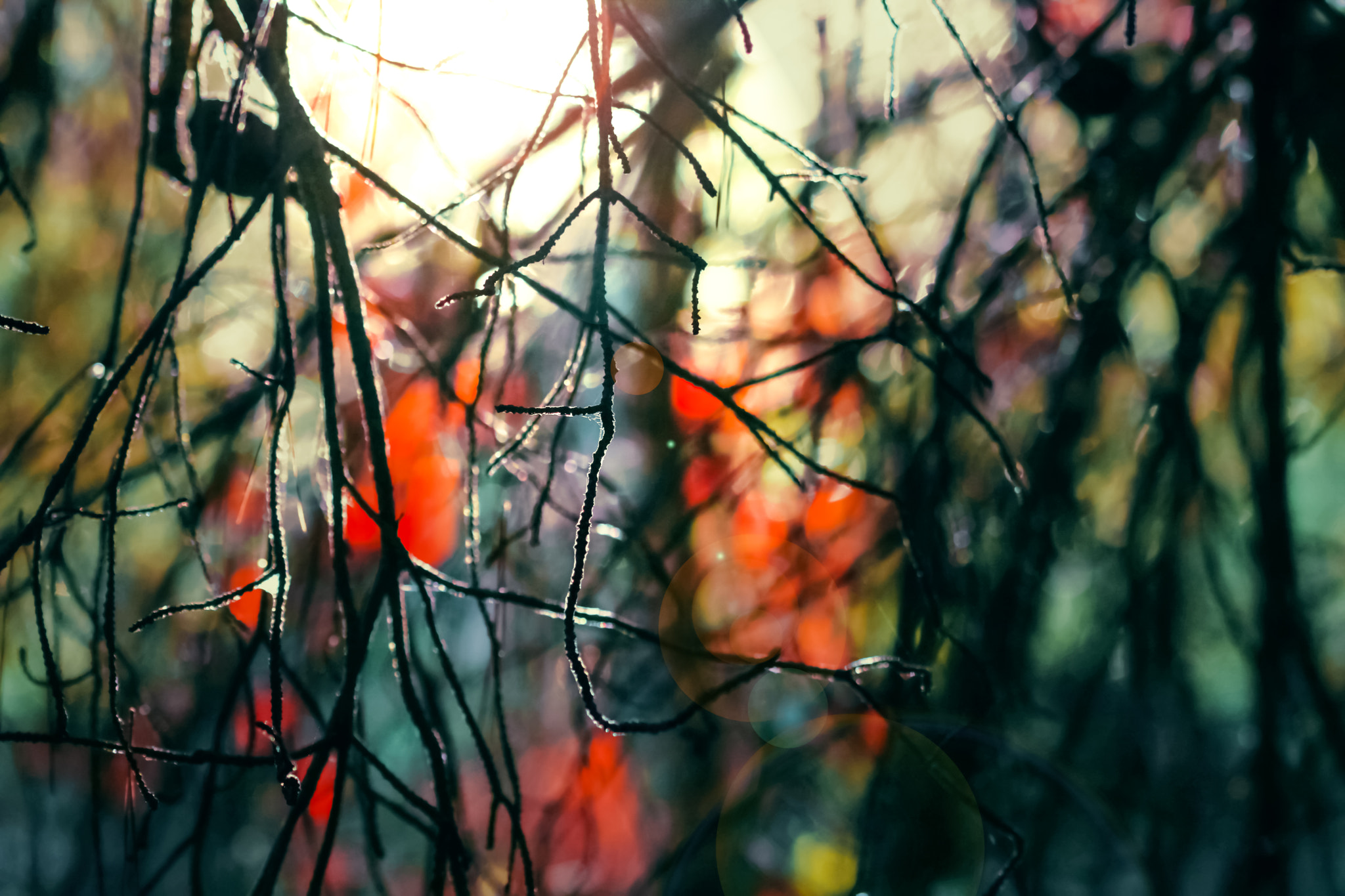 Sigma 105mm F2.8 EX DG OS HSM sample photo. Fairy tale (autumnal) photography