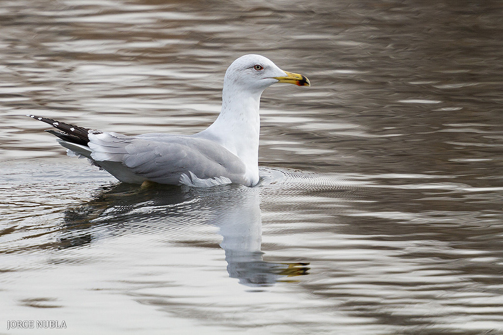 Canon EF 500mm F4L IS II USM sample photo. Gaviota patiamarilla (larus michahellis). photography