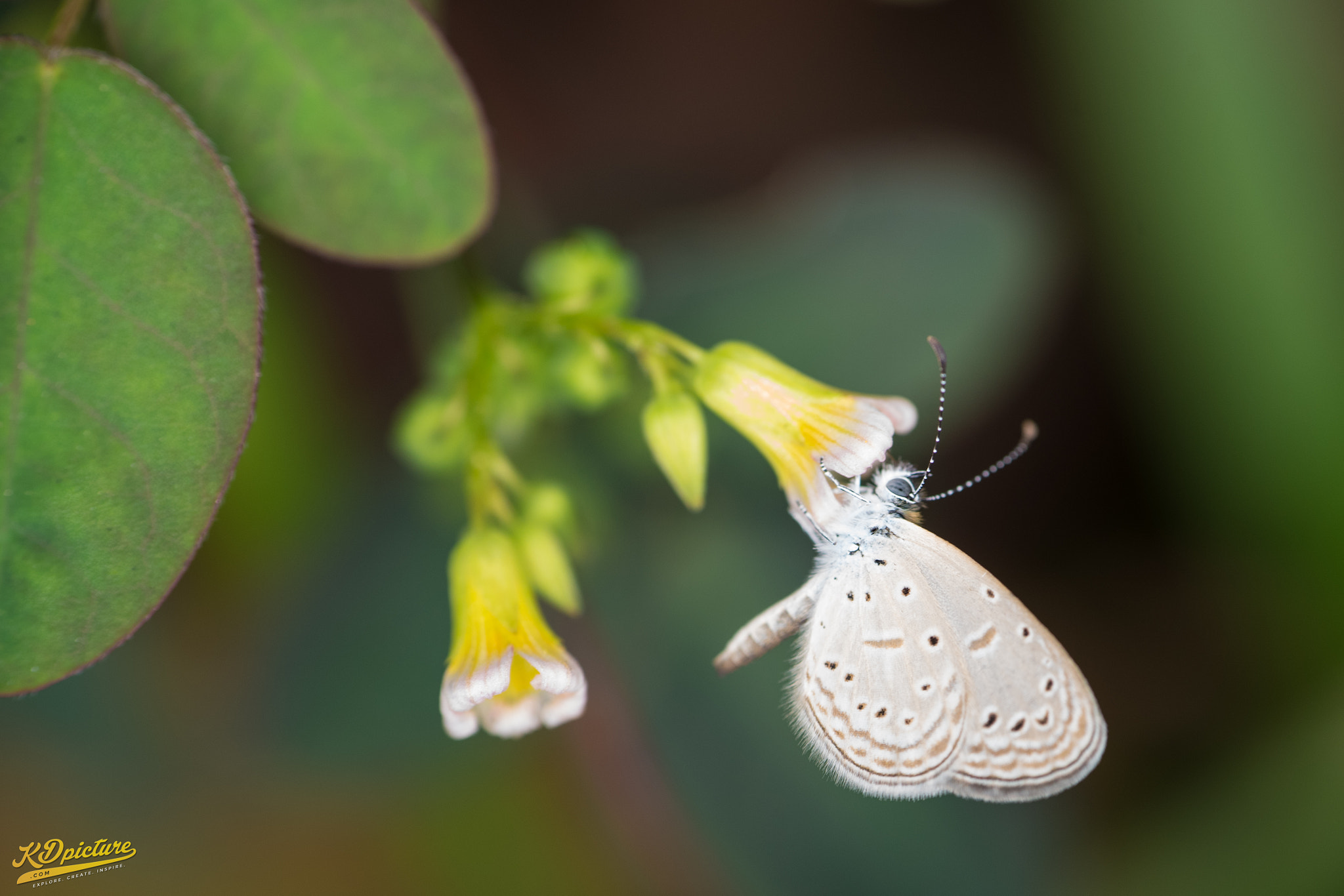 Nikon D750 + AF Nikkor 85mm f/1.8 sample photo. K macro photography