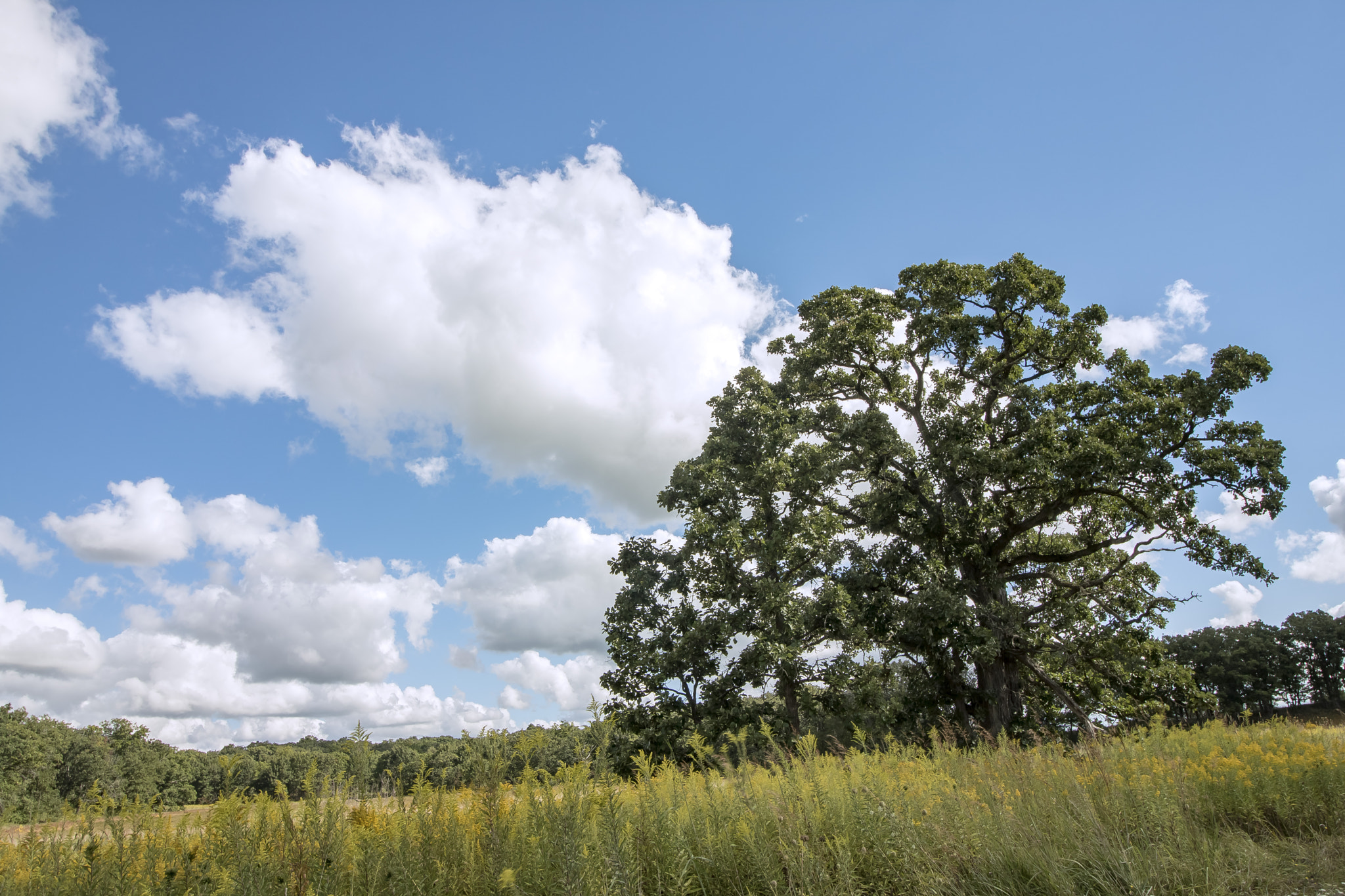 Canon EOS 760D (EOS Rebel T6s / EOS 8000D) sample photo. Glacial park in northern illinois usa photography