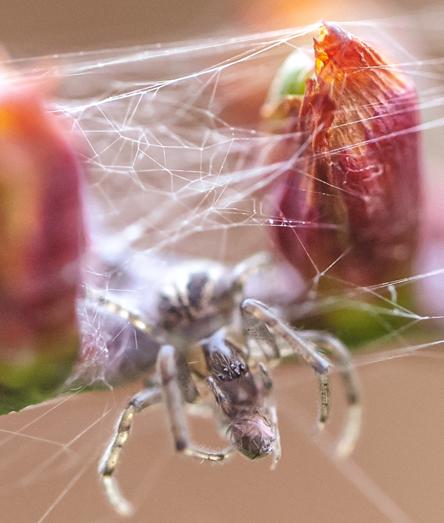 Canon EOS 5D + Canon EF 100mm F2.8L Macro IS USM sample photo. Spider-insider photography