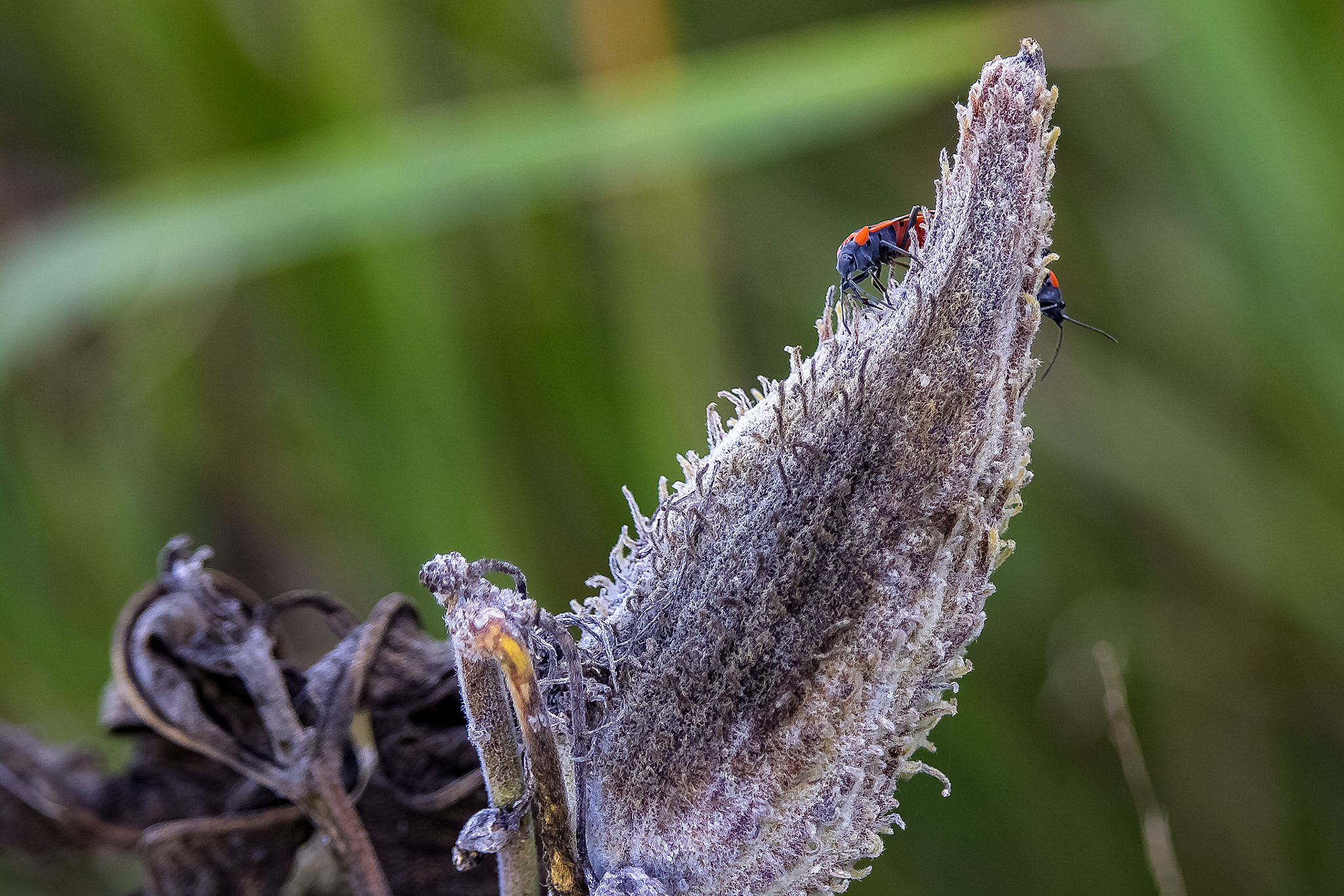 Canon EOS 760D (EOS Rebel T6s / EOS 8000D) sample photo. Glacial park in northern illinois usa photography