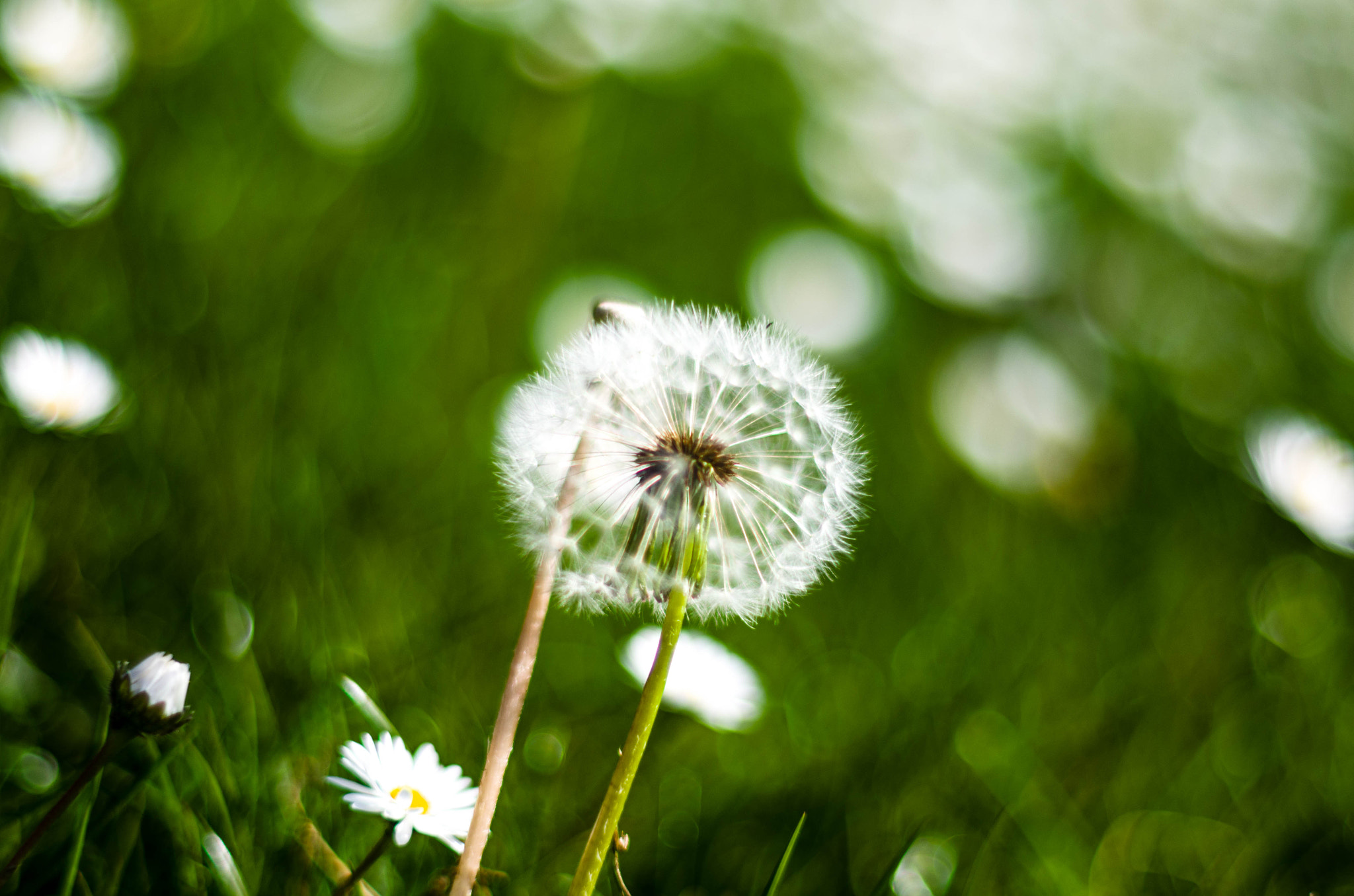 Pentax K-5 + Pentax smc FA 50mm F1.4 sample photo. Dandelion photography