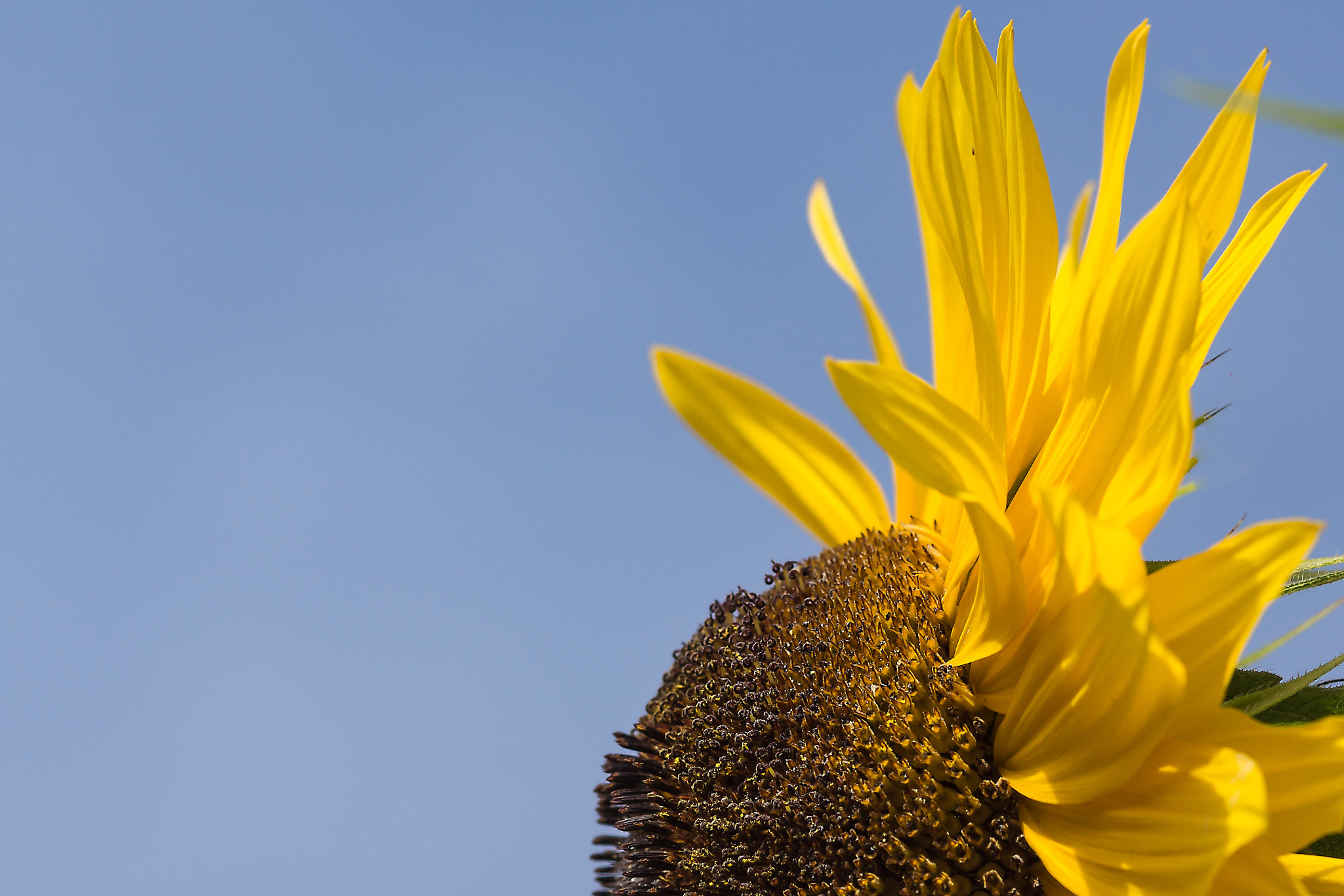 Sony SLT-A77 + Sigma 30mm F1.4 EX DC HSM sample photo. Sunflower photography