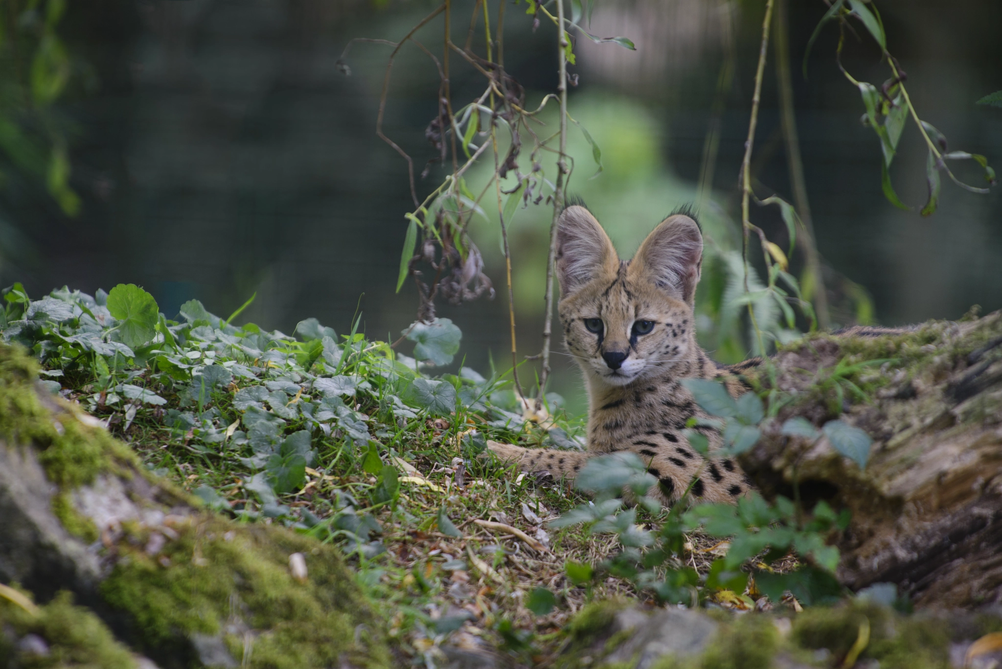 Nikon D600 sample photo. Serval tp aachen photography