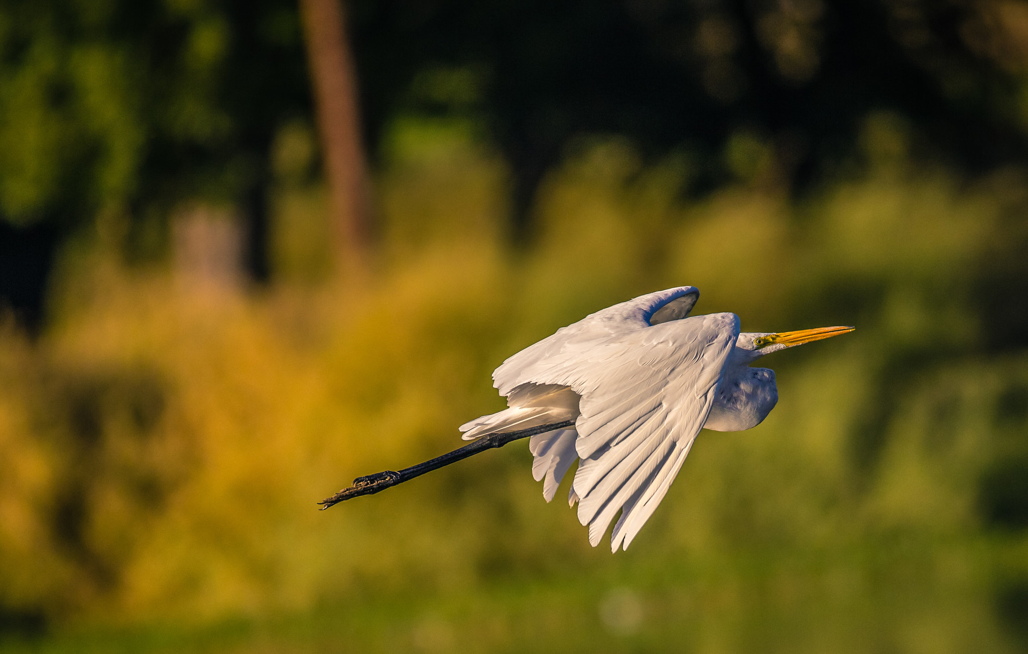 150-600mm F5-6.3 DG OS HSM | Contemporary 015 sample photo. Sharpness and blur photography