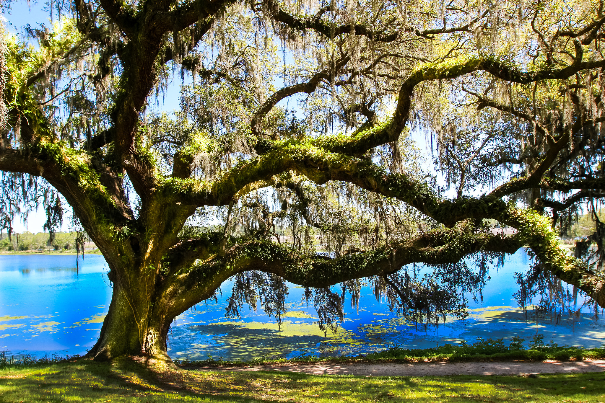 Canon EF 16-35mm F2.8L II USM sample photo. Ol' crooked limbs photography