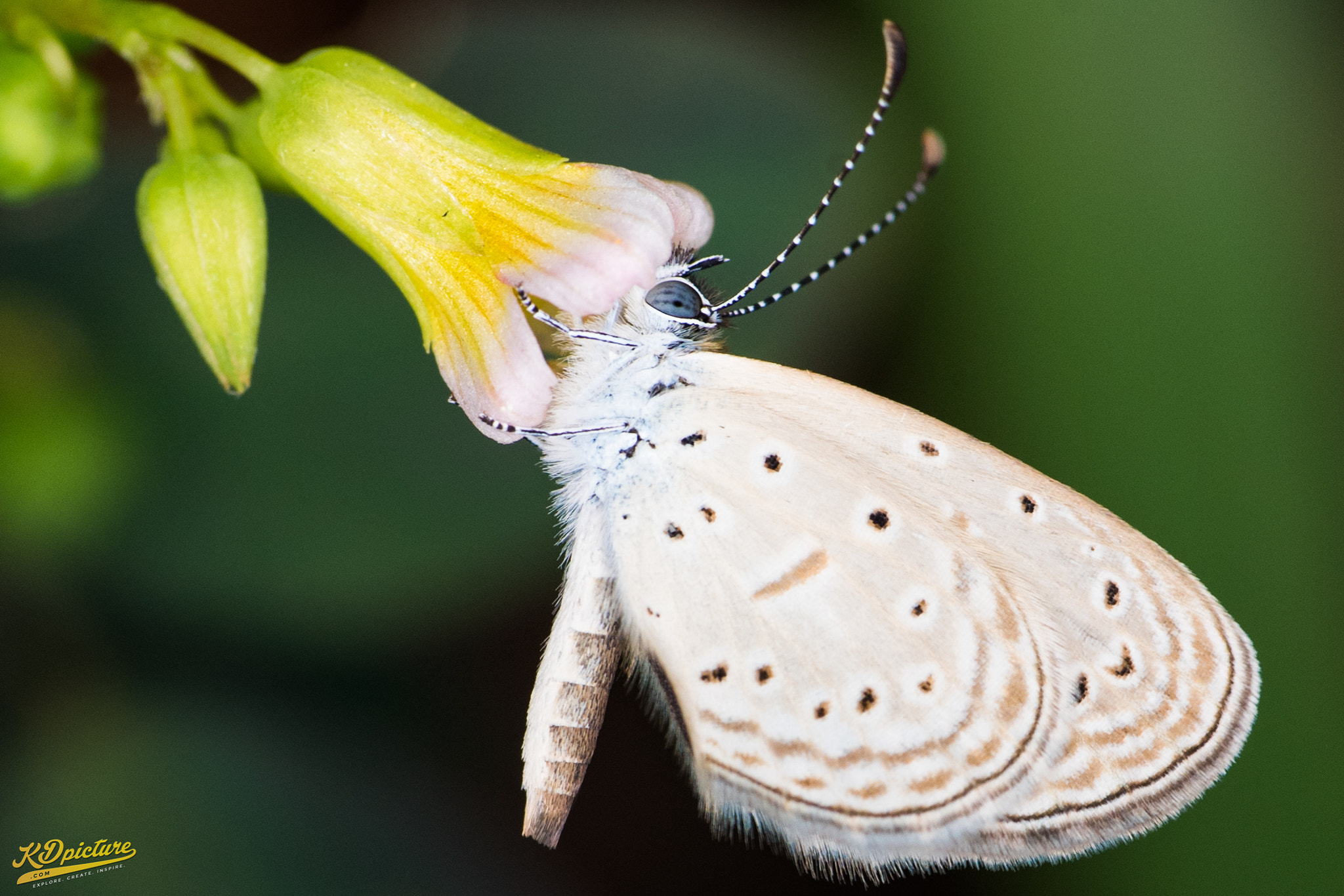 Nikon D750 + AF Nikkor 85mm f/1.8 sample photo. K macro photography