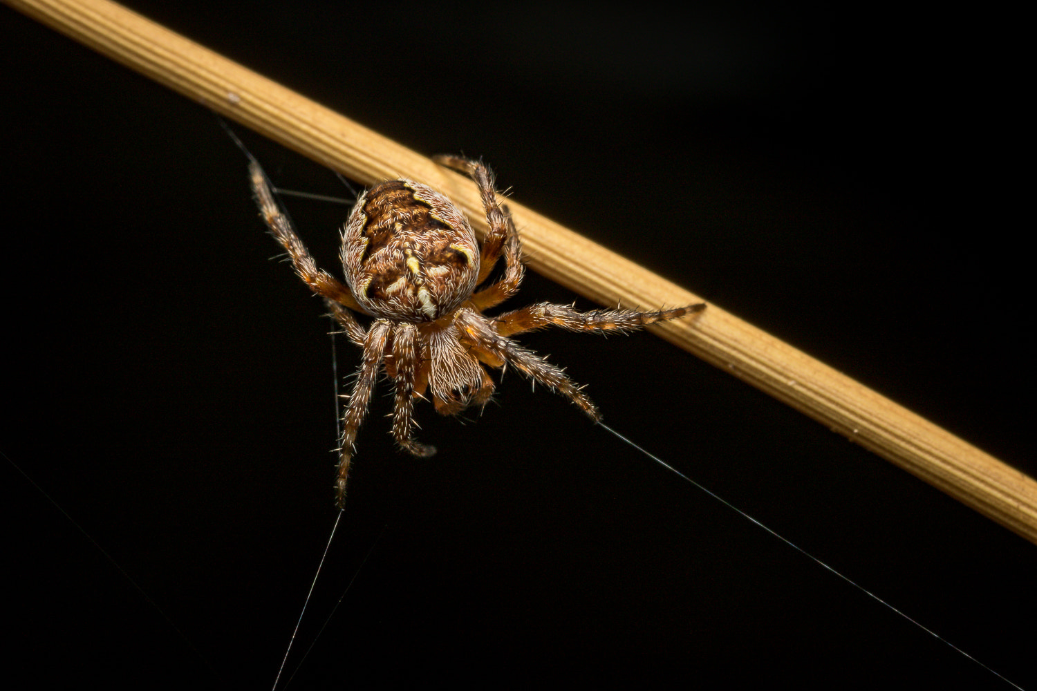 Canon MP-E 65mm F2.5 1-5x Macro Photo sample photo. Cross spider photography