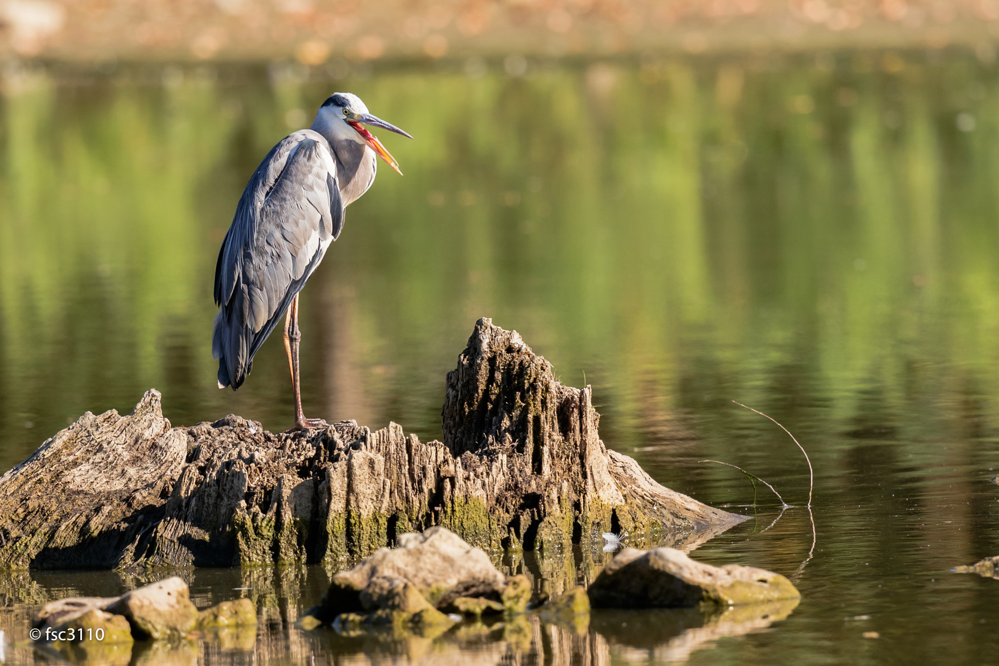 Canon EF 500mm F4L IS II USM sample photo. Grey heron photography