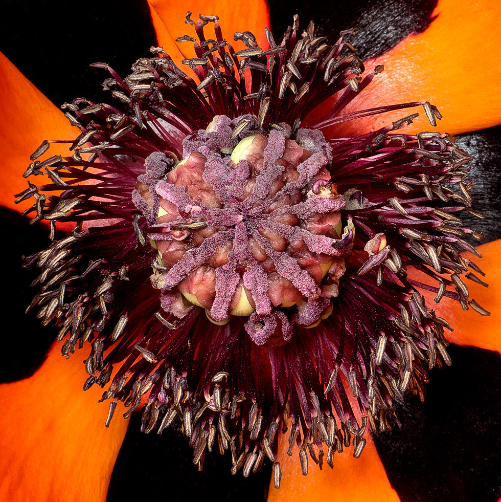 Panasonic Leica DG Macro-Elmarit 45mm F2.8 ASPH OIS sample photo. Nbgw #18 - heart of a big soppy poppy photography