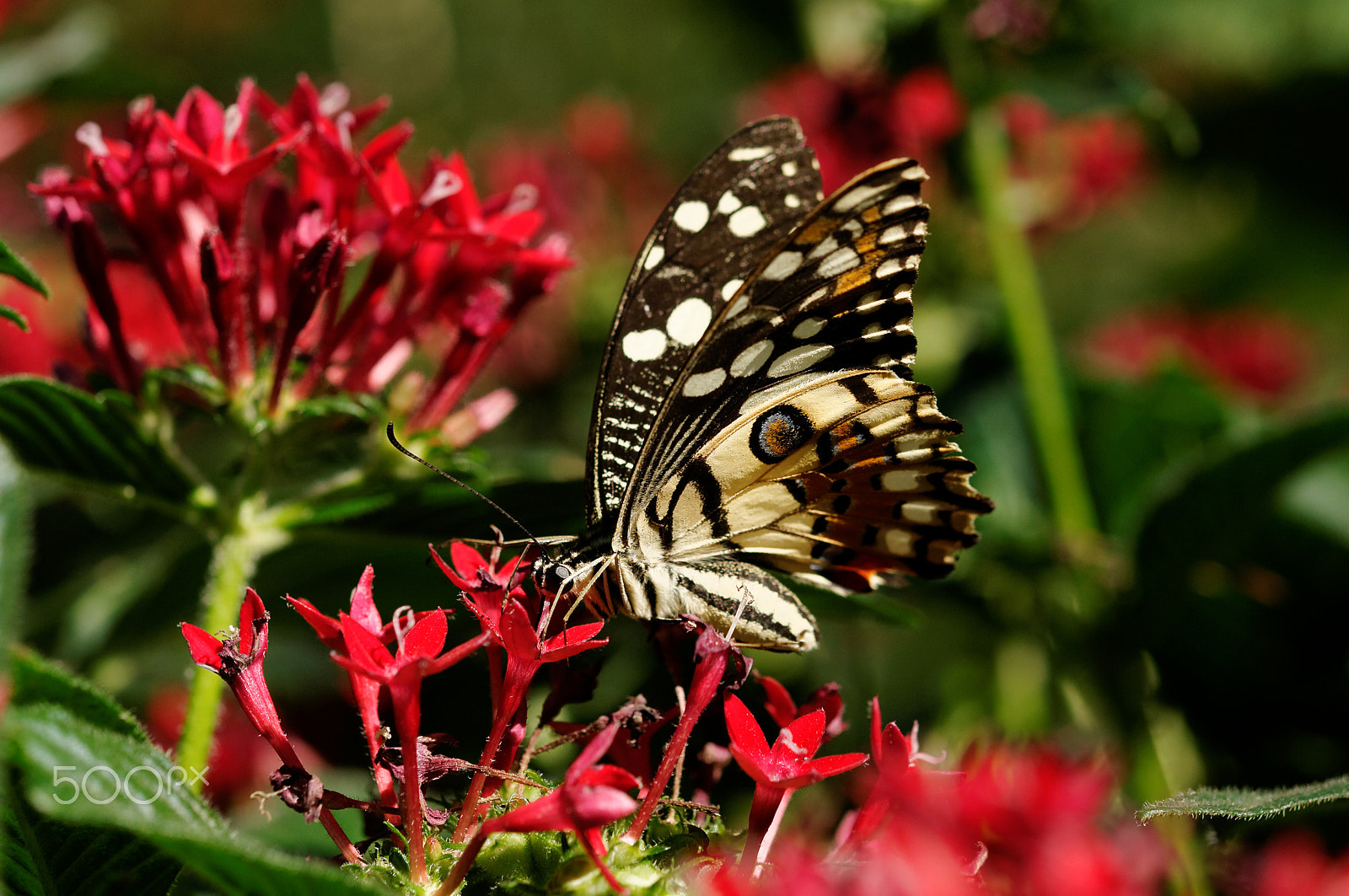 Nikon AF-S Micro-Nikkor 60mm F2.8G ED sample photo. Papilio photography