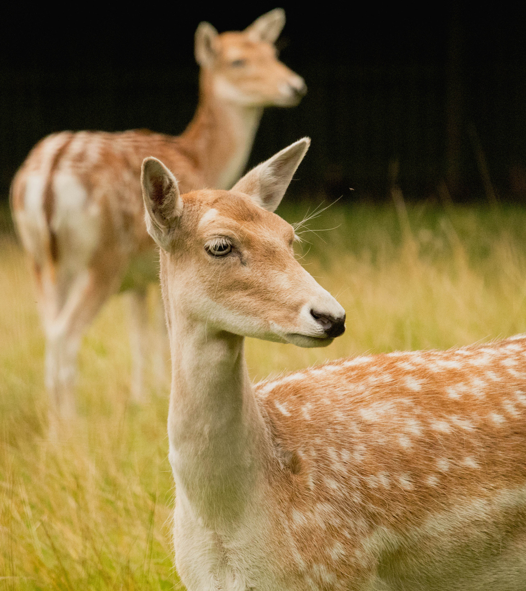 Canon EOS 80D + Canon EF 70-200mm F4L IS USM sample photo. Deer photography