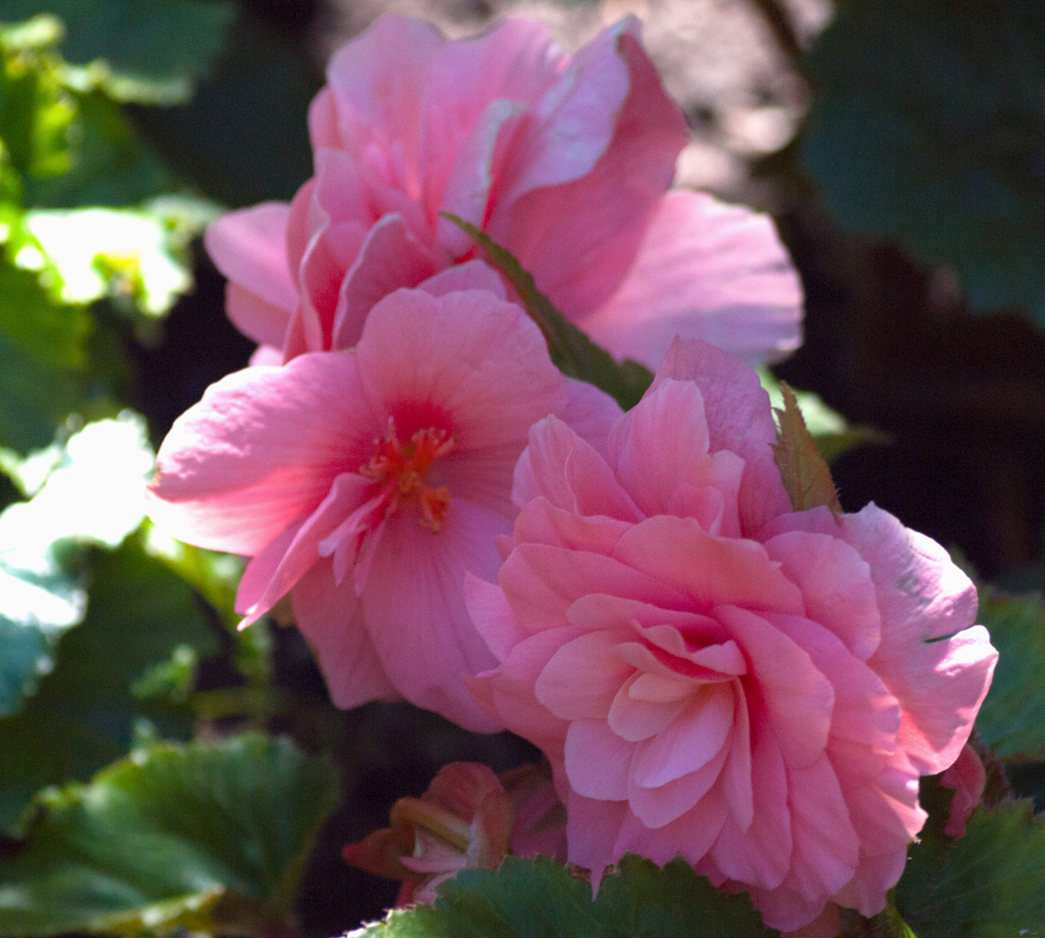 Olympus Zuiko Digital ED 70-300mm F4.0-5.6 sample photo. Paper thin pink flower photography
