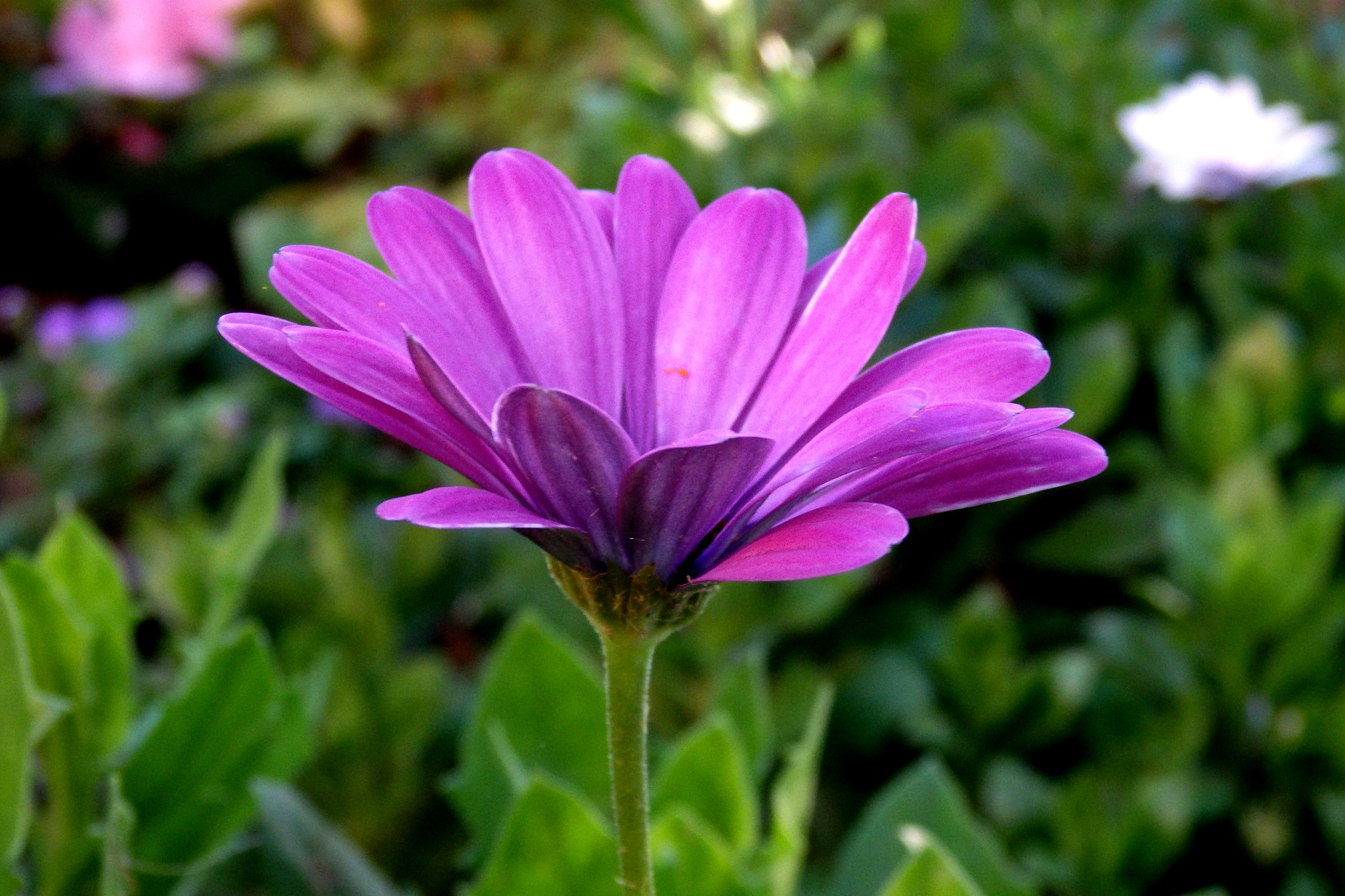 Olympus SZ-17 sample photo. Purple flower photography
