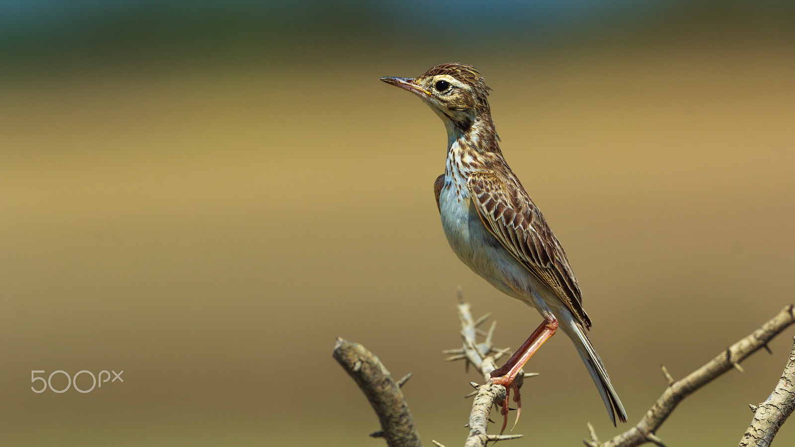 Sigma 150-600mm F5-6.3 DG OS HSM | C sample photo. "tsip-tsip-tsip" photography