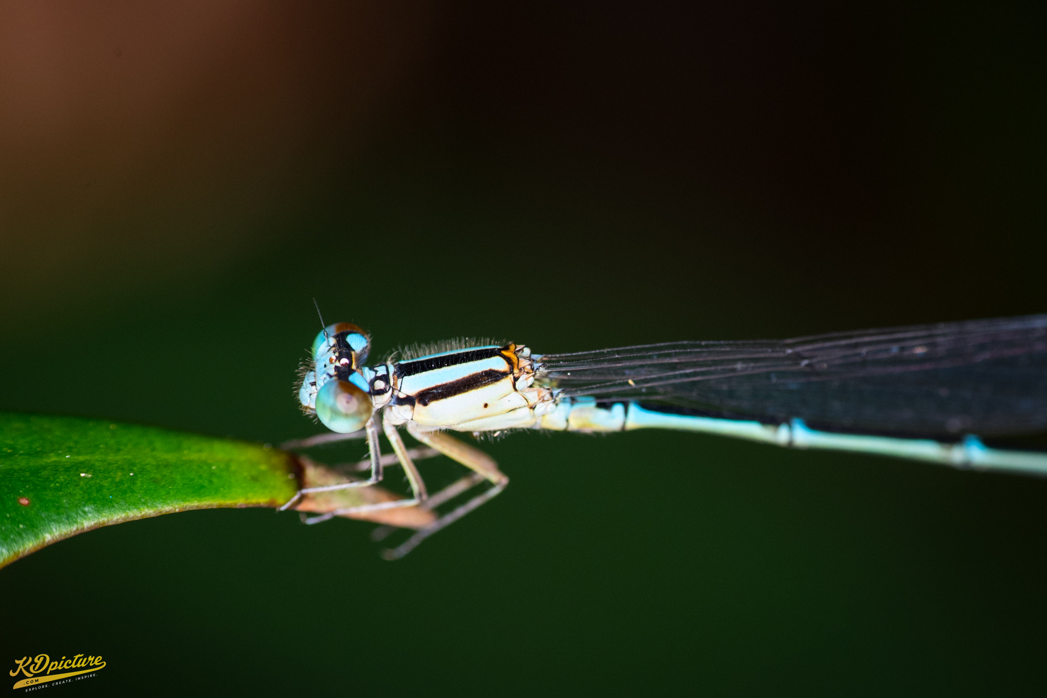 Nikon D750 + AF Nikkor 85mm f/1.8 sample photo. K macro photography