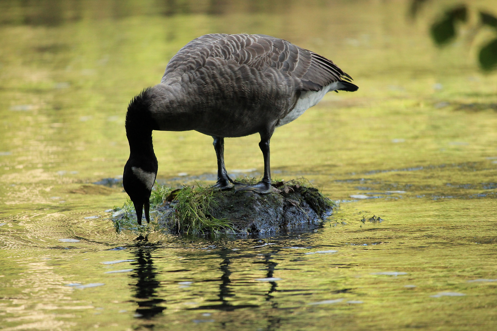 Canon EF-S 55-250mm F4-5.6 IS STM sample photo. Bernache du canada photography